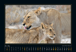 Laden Sie das Bild in den Galerie-Viewer, Namibia Kalender &quot;Into The Light&quot; 2022 von Helmut Gries – Juli Motiv
